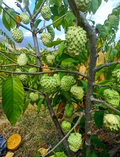 柬埔寨版苹果(apple柬埔寨)-第5张图片-QuickQ官网