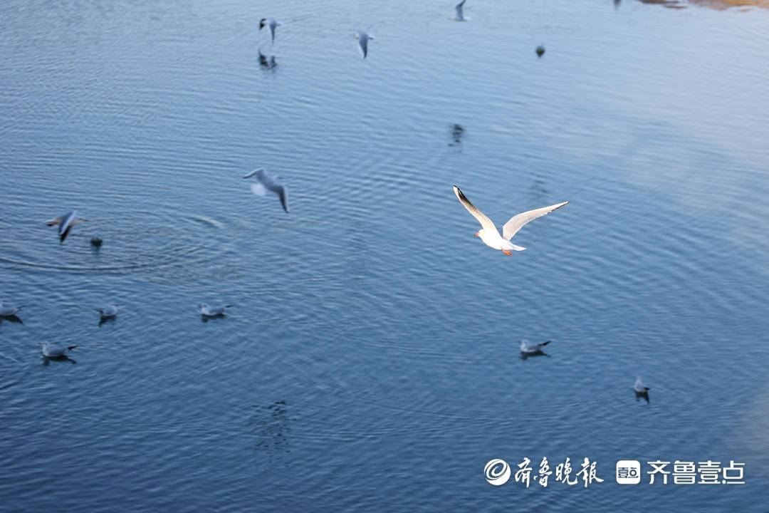 海边寻鸥影手机版(海边挖沙手机版安装包)-第2张图片-SafeW